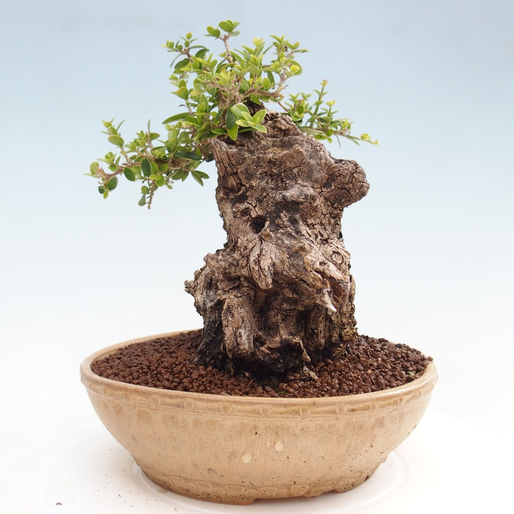 Bonsai da interno - Olea europaea sylvestris