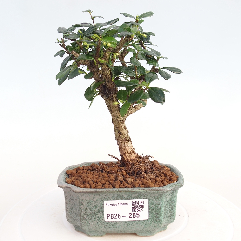 Camera bonsai - Carmona macrophylla - Tea fuki