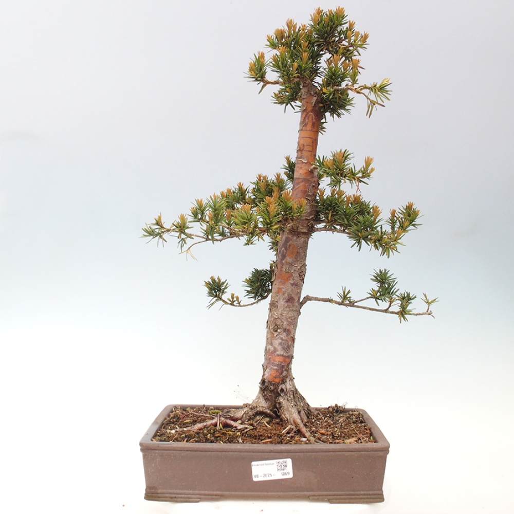Bonsai da esterno - Taxus cuspidata - Tasso giapponese