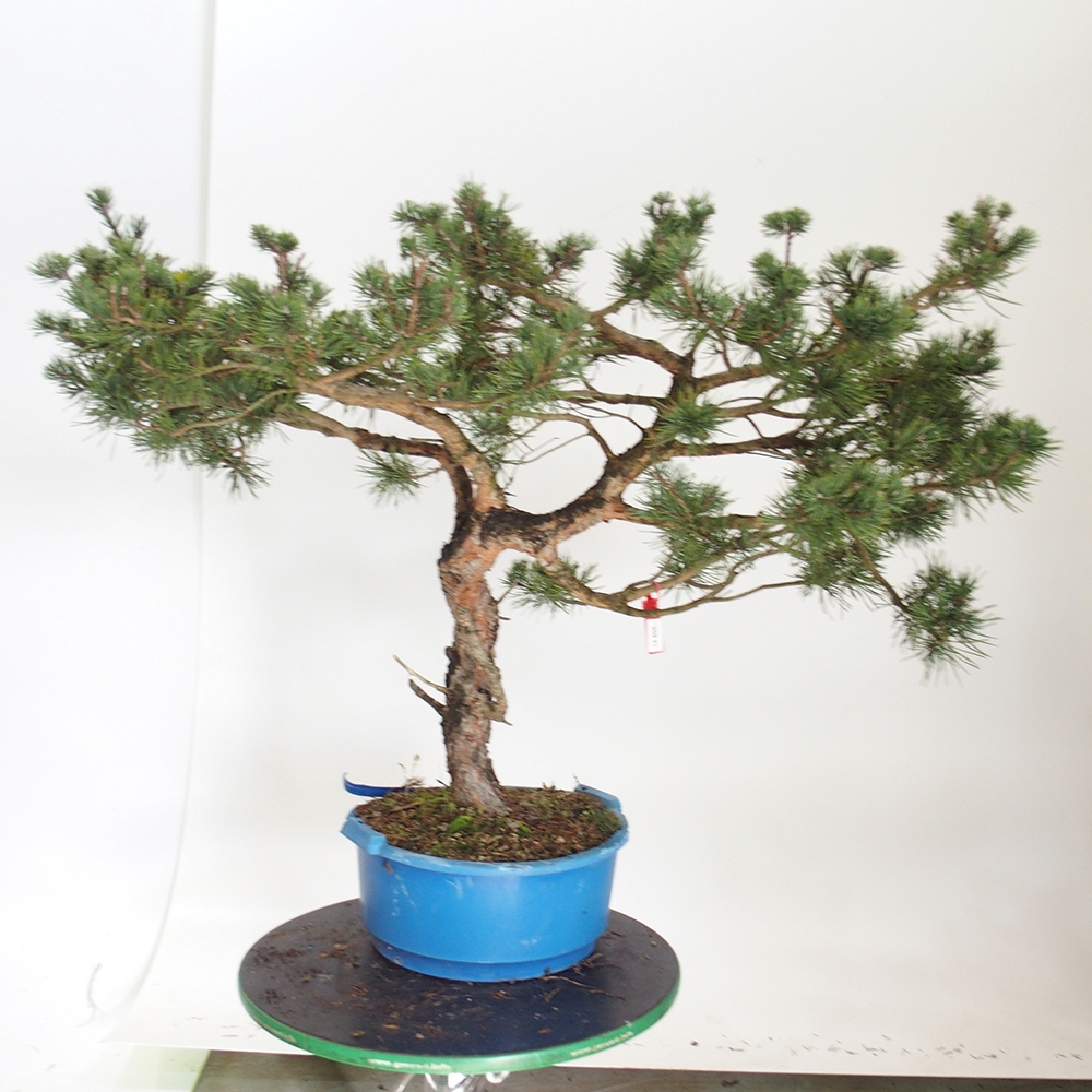 Yamadori - Pinus sylvestris Spagna