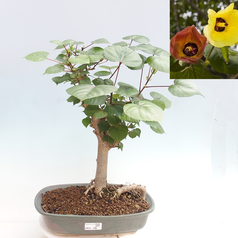 Bonsai da interno - Hibiscus tiliaceus - Ibisco marino