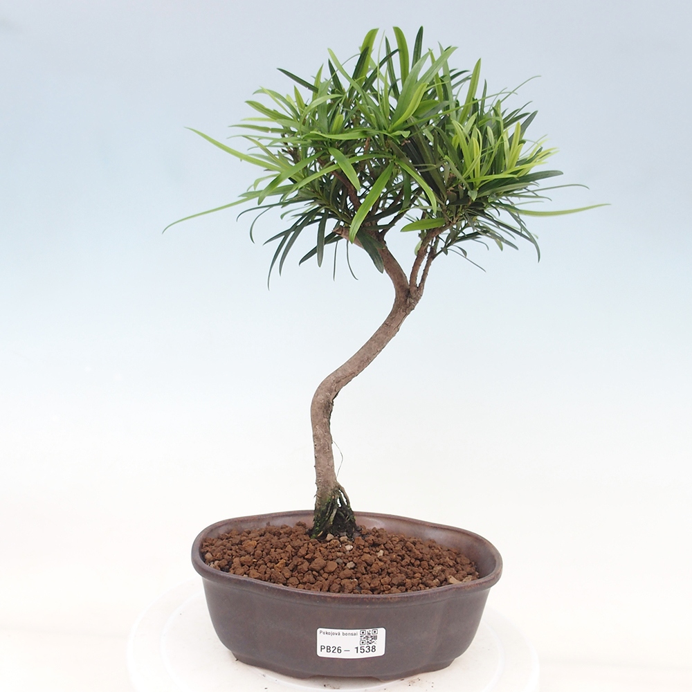 Camera bonsai - Podocarpus - Tasso delle pietre