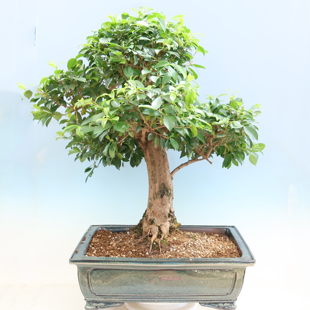 Camera bonsai - Ciliegio australiano - Eugenia uniflora