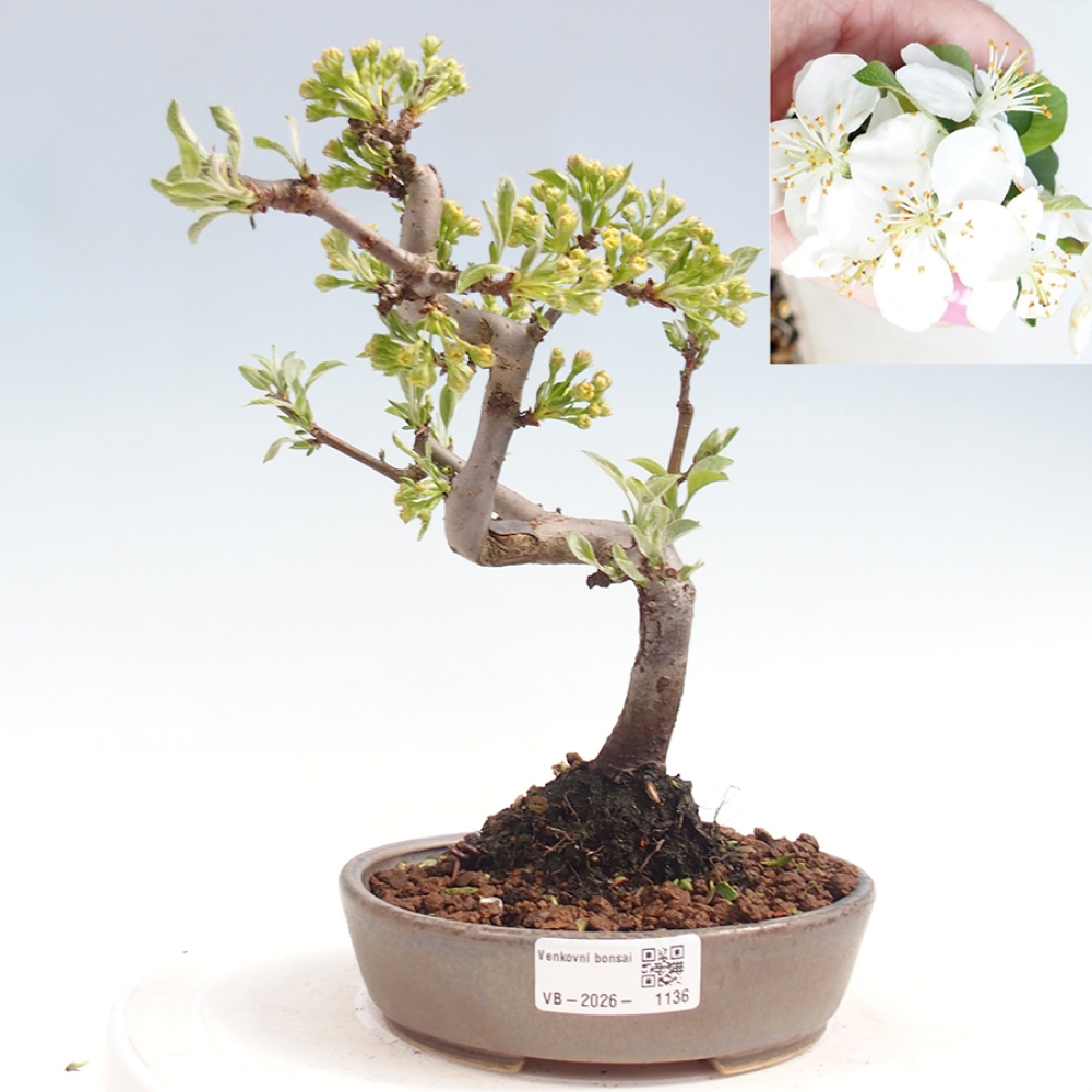 Bonsai da esterno - Malus sargentii - Melo a frutto piccolo