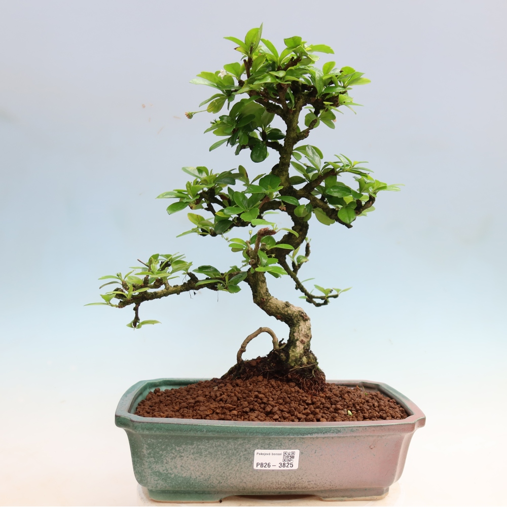 Camera bonsai - Carmona macrophylla - Tea fuki