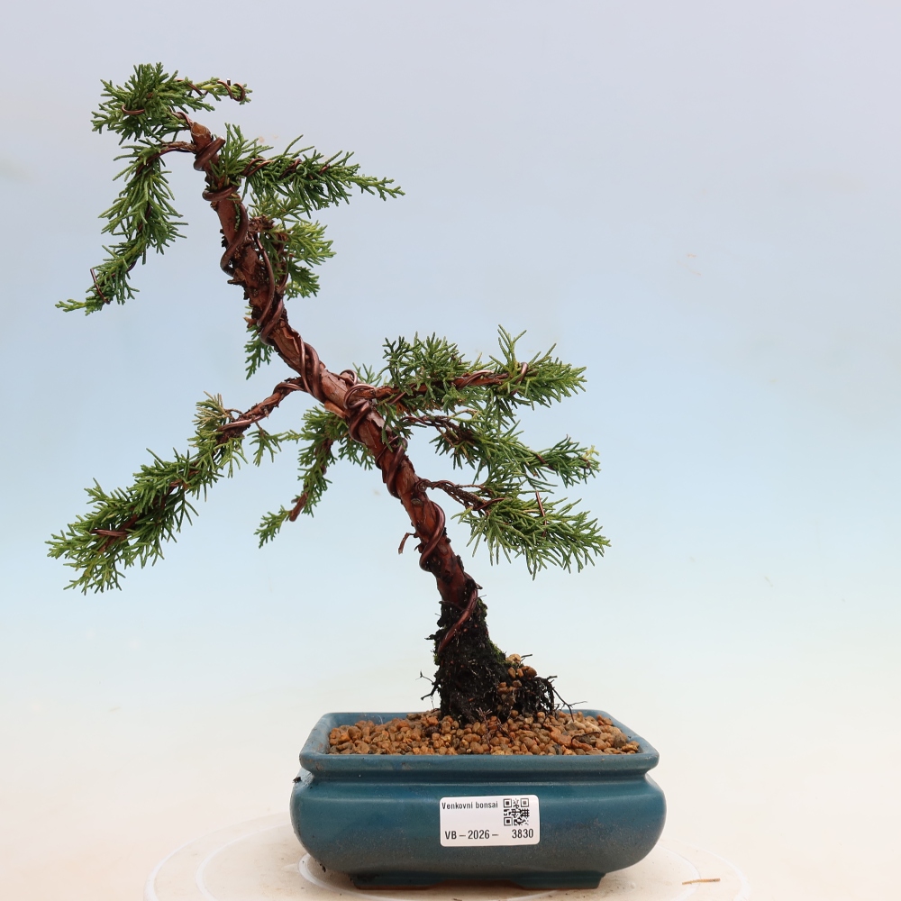 Bonsai da esterno - Juniperus chinensis Kishu
