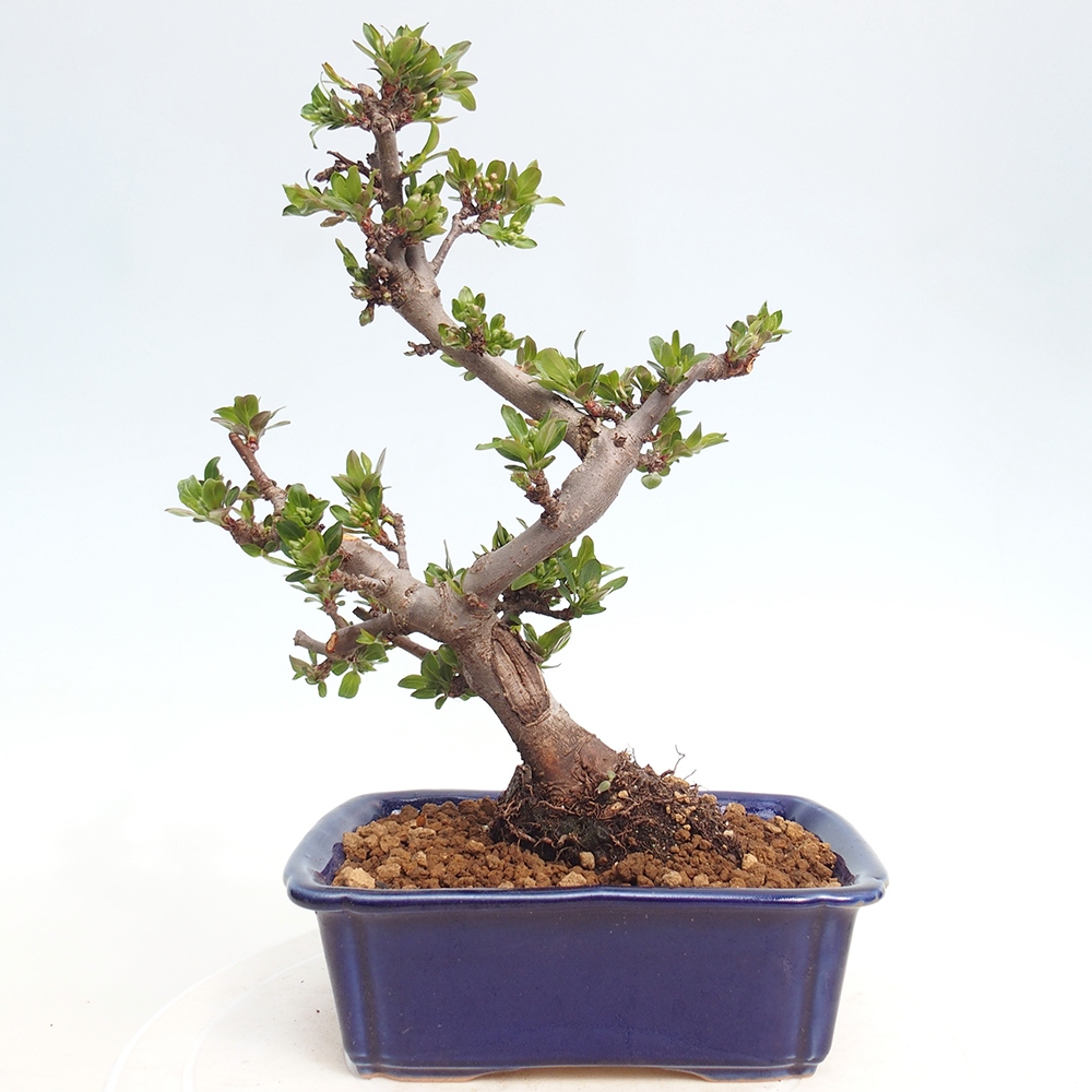 Bonsai da esterno - Malus sargentii - Melo a frutto piccolo