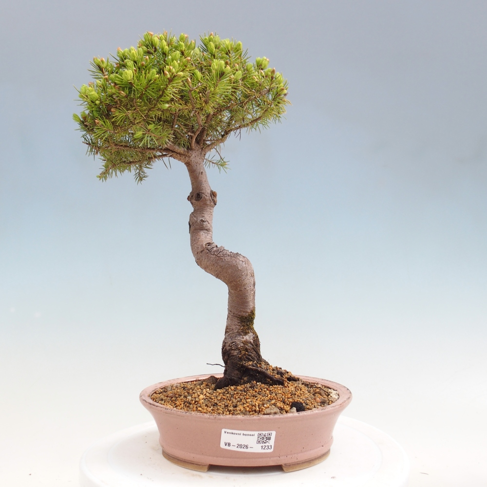 Bonsai da esterno - Abete rosso - Picea glauca globo