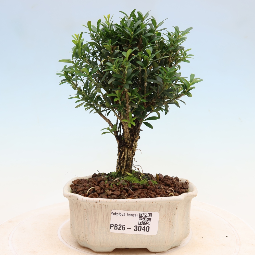 Camera bonsai - Buxus harlandii - buxus da sughero