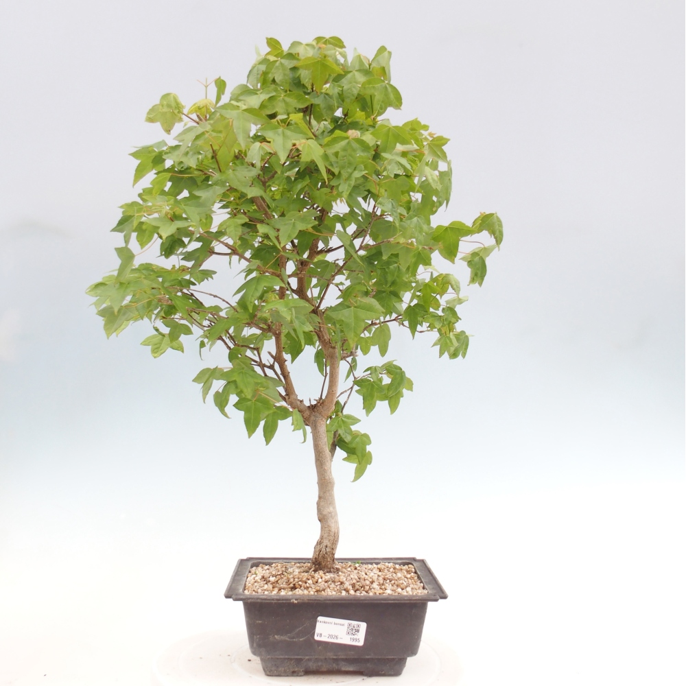 Bonsai da esterno - Acer Buergerianum - Acero di Burger