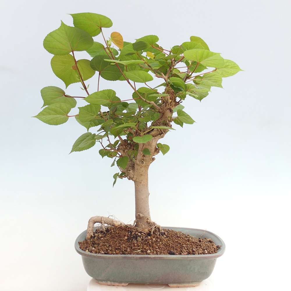 Bonsai da interno - Hibiscus tiliaceus - Ibisco marino