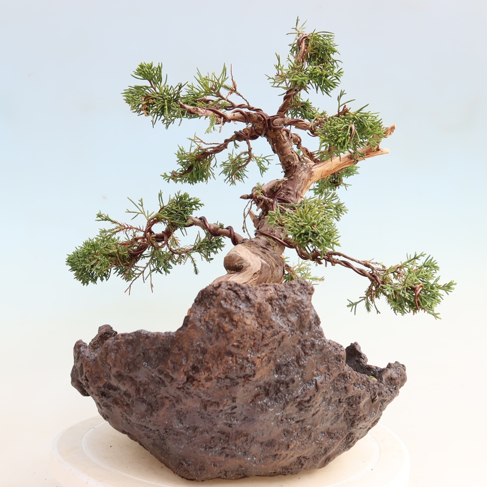 Bonsai da esterno - Juniperus chinensis Itoigawa-Juniperus chinensis