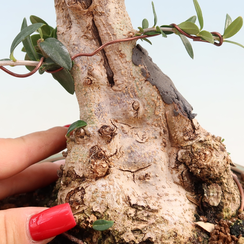 Bonsai da interno - Olea europaea sylvestris