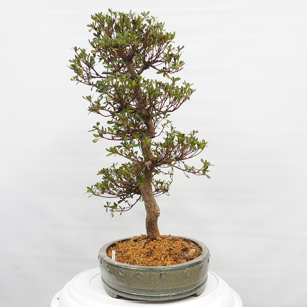 Bonsai da esterno - Azalea giapponese - Azalea Nishikie