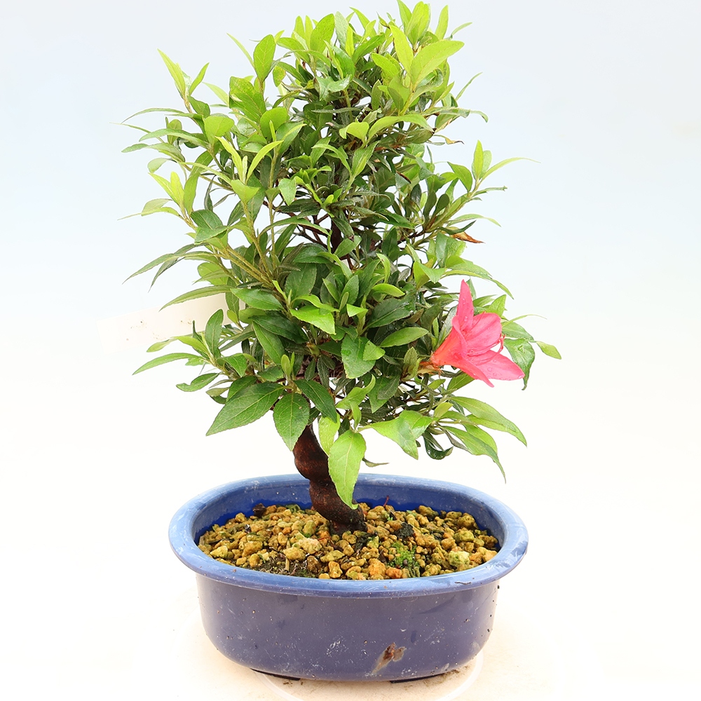 Bonsai da esterno - Azalea giapponese - Azalea CHIHIRO