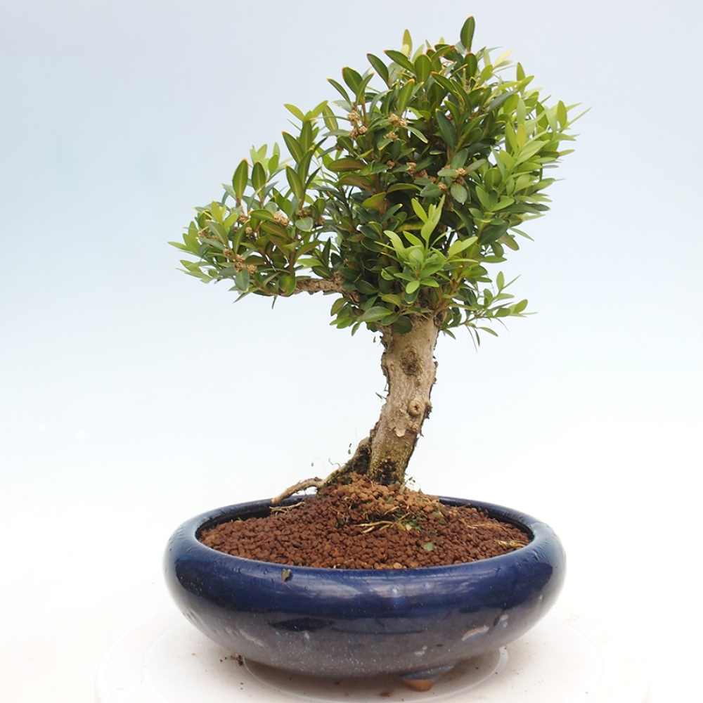 Bonsai da esterno - Buxus sempervirens - bosso