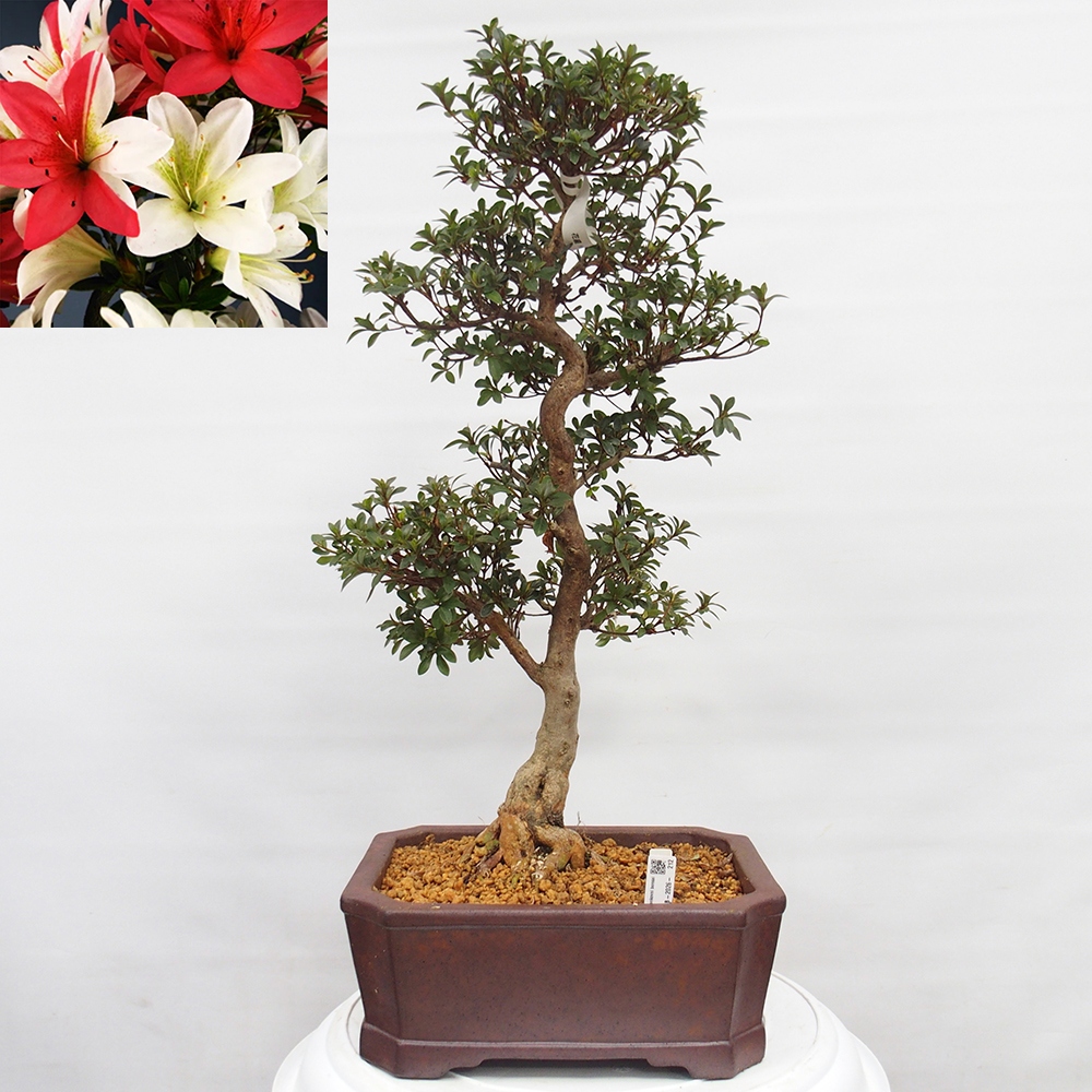 Bonsai da esterno - Azalea giapponese - Azalea Hanatsuzuri