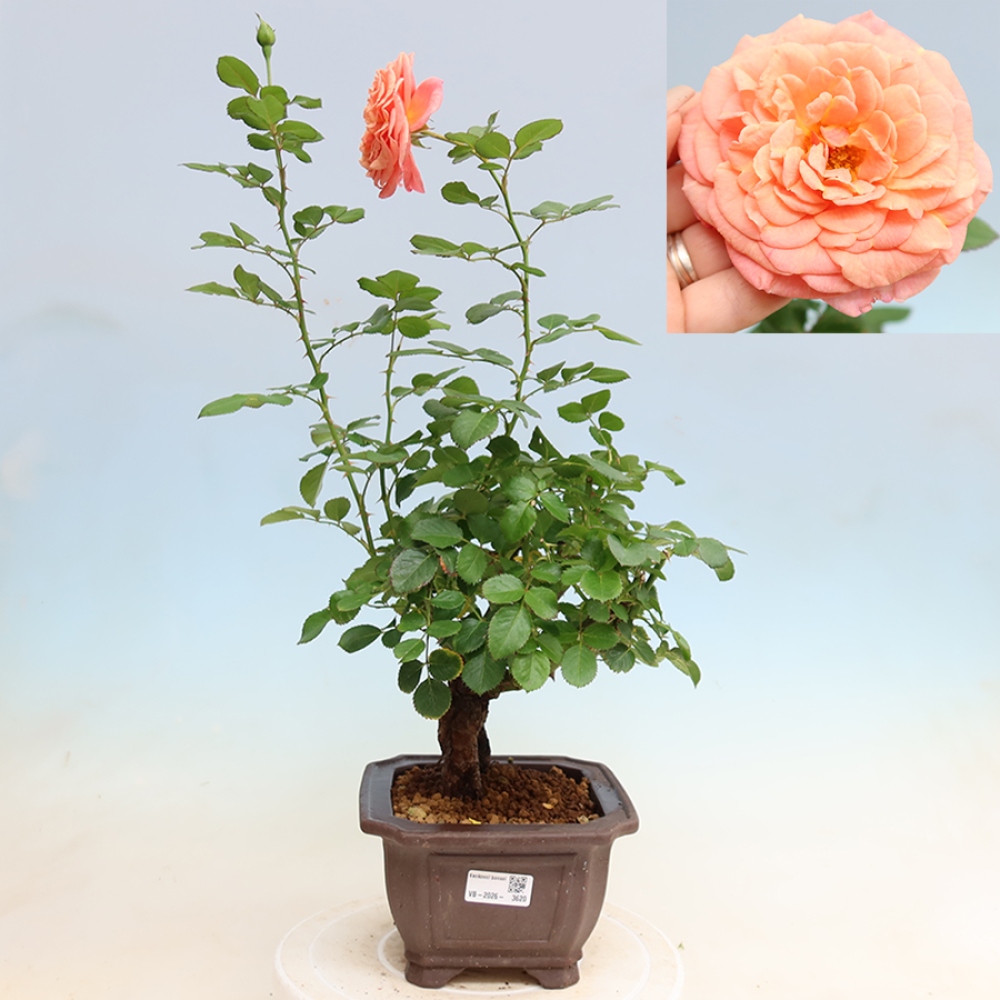 Bonsai da esterno - Rosa Kordes - rosa