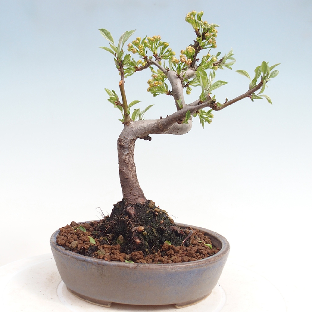Bonsai da esterno - Malus sargentii - Melo a frutto piccolo