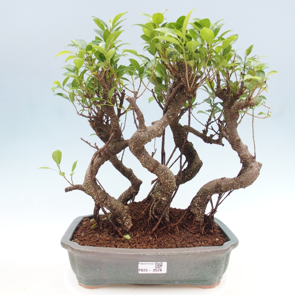 Camera bonsai - Ficus kimmen - ficus a foglie piccole