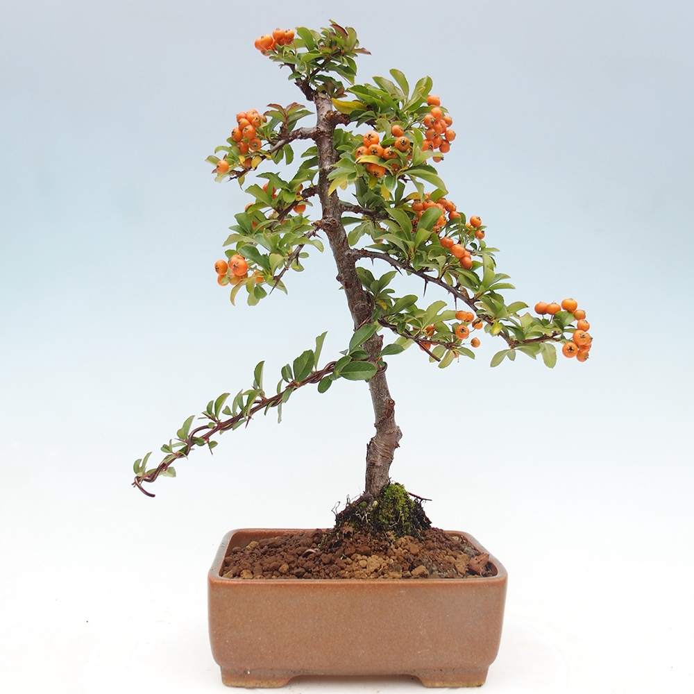 Bonsai da esterno-Pyracantha Teton -Hlox