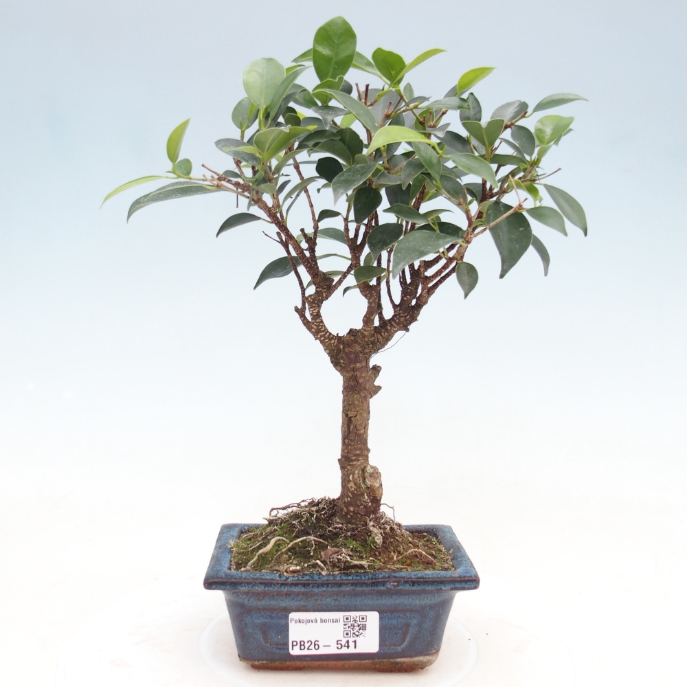Camera bonsai Ficus retusa kimmen