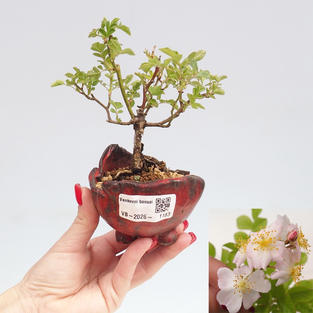 Bonsai da esterno - Rosa sp. - rosa a fiore piccolo