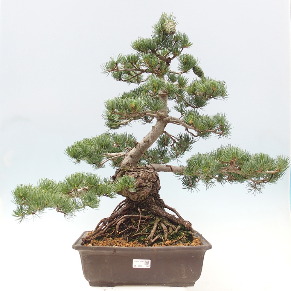 Bonsai da esterno - Pinus parviflora - Pinus parviflora