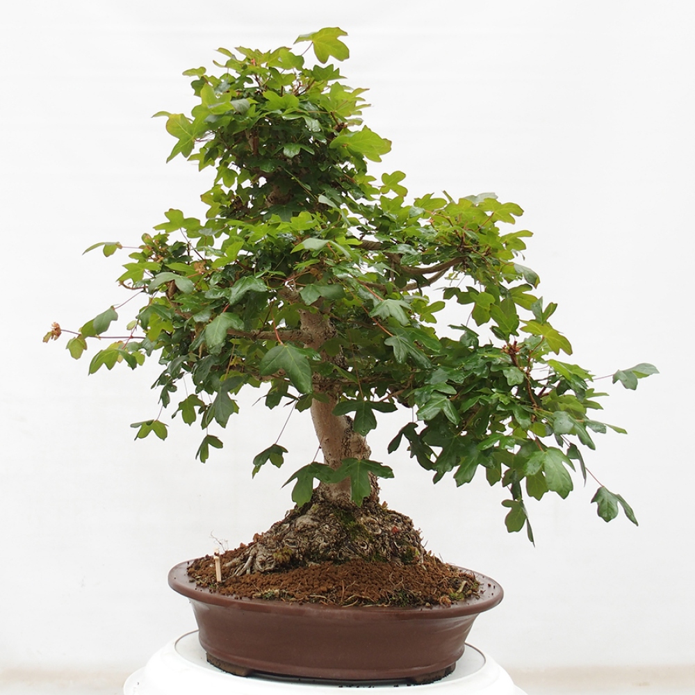 Bonsai da esterno - Acero francese - Acer Nonspessulanum