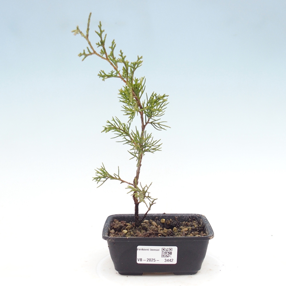 Bonsai da esterno - Juniperus chinensis Itoigawa