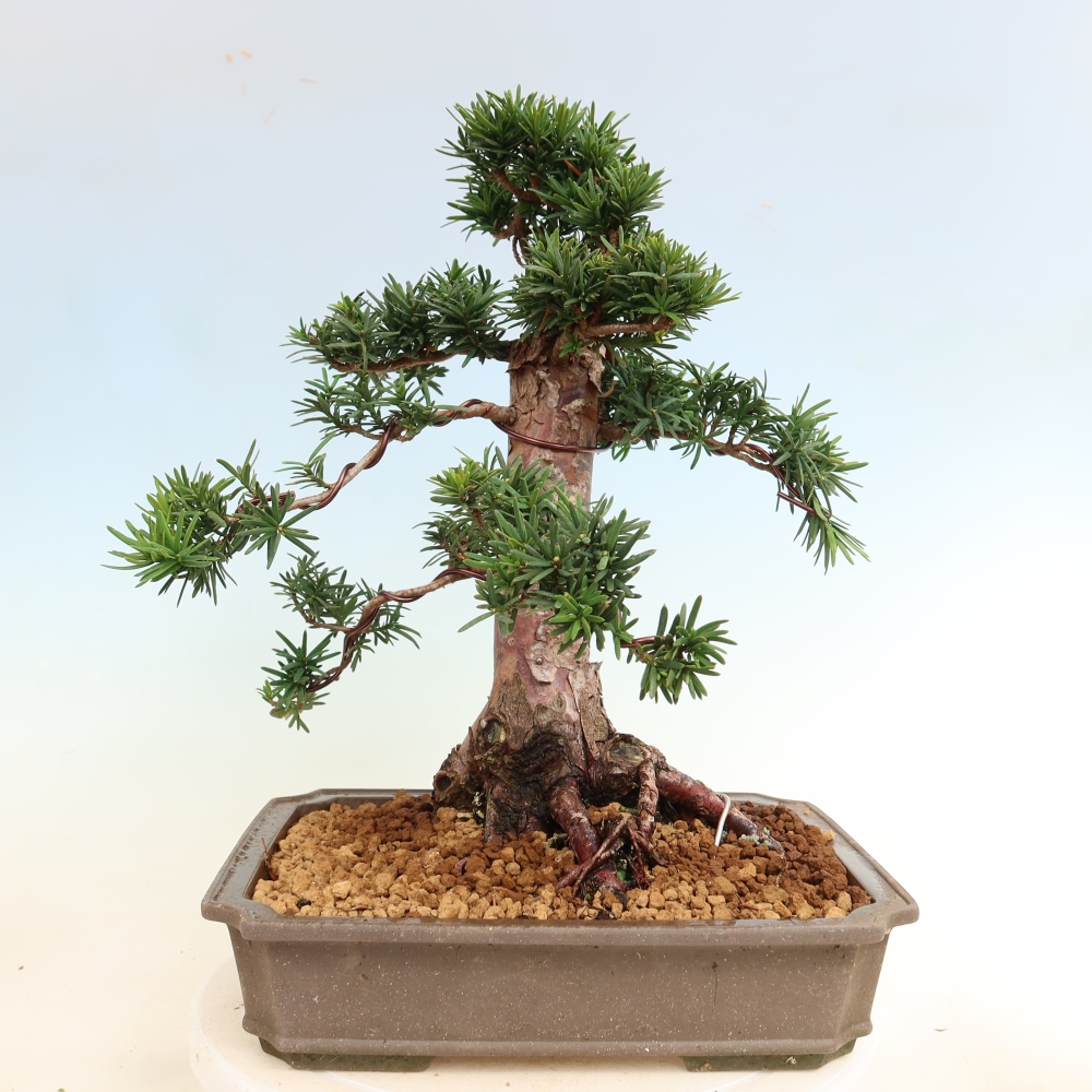 Bonsai da esterno - Taxus cuspidata - Tasso giapponese