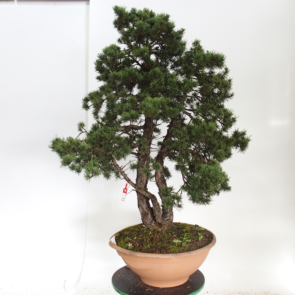 Yamadori - Pinus sylvestris Spagna