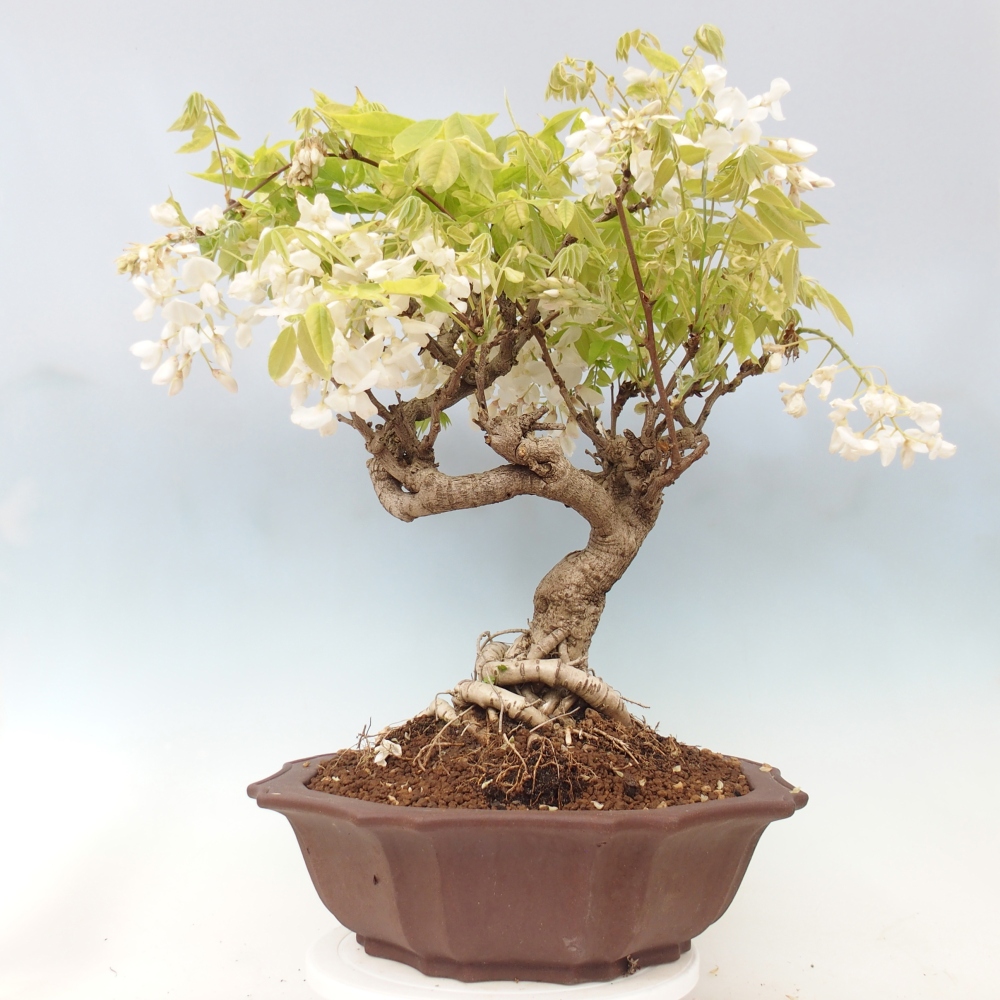 Bonsai da esterno - Vistaria - Glicine