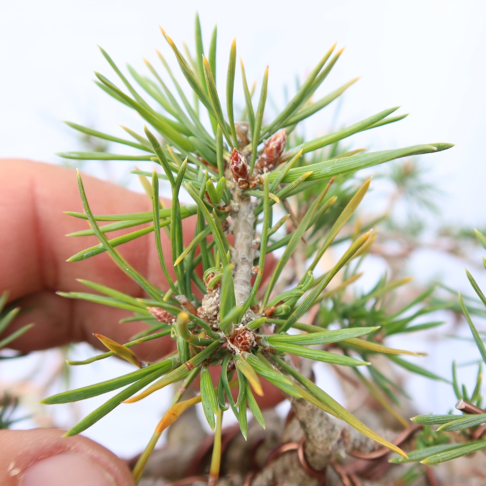 Pinus sylvestris Spagna - pino silvestre