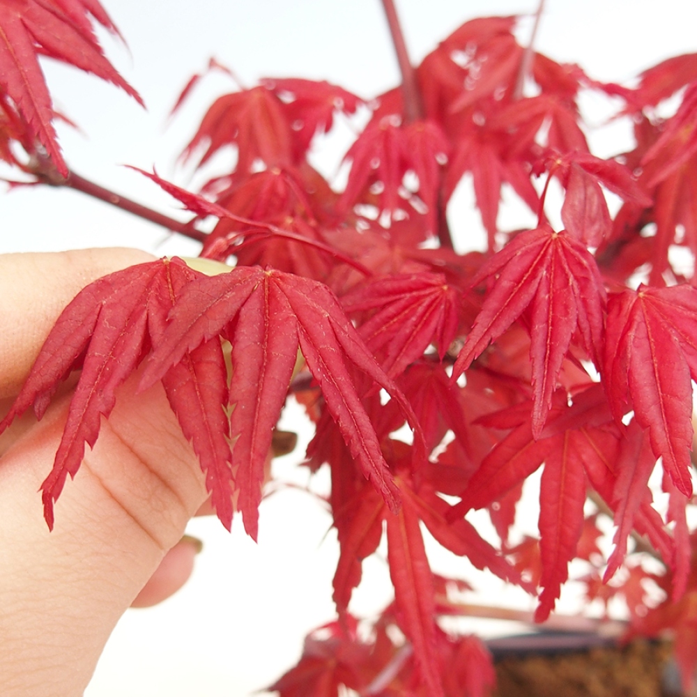 Bonsai da esterno - Acer palmatum DESHOJO
