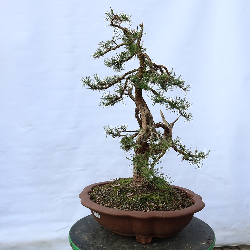 Pinus sylvestris Spagna - pino silvestre