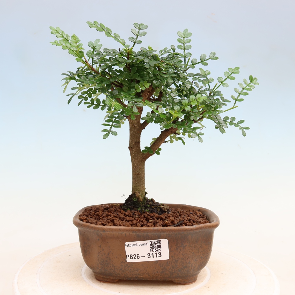 Camera bonsai - Zantoxylum piperitum - albero del pepe