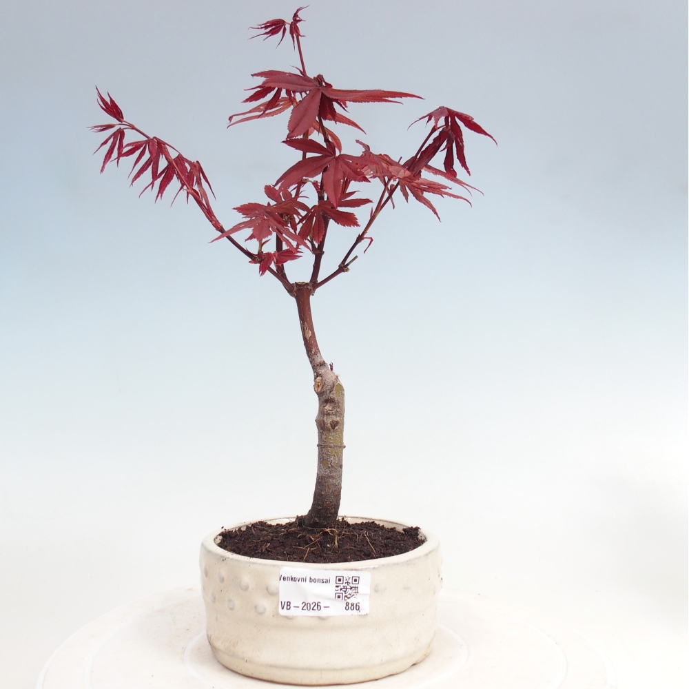 Bonsai da esterno - Palma Acer. Atropurpureum-Javor palmate