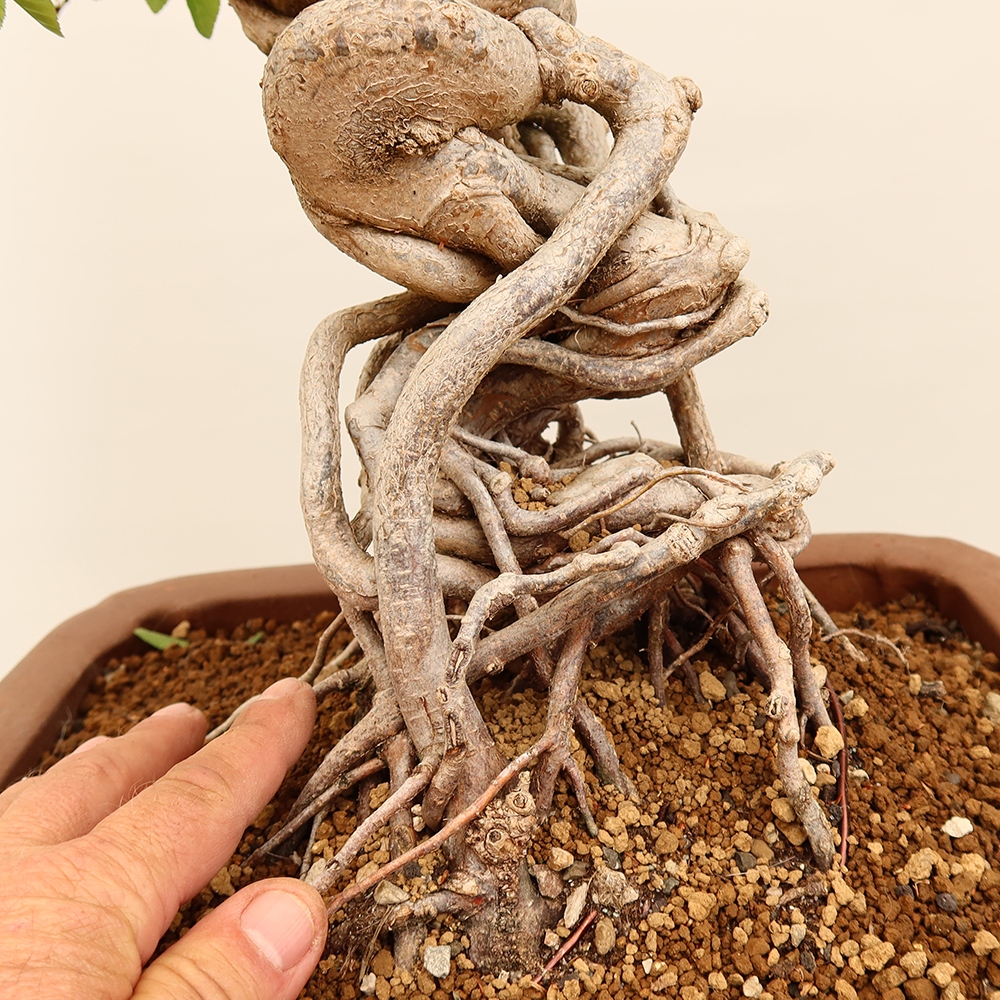 Bonsai da esterno -Carpinus Coreana - Carpino coreano