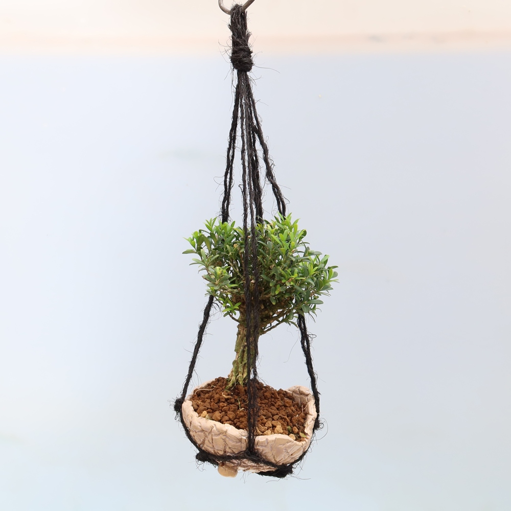 Kokedama in ceramica - Buxus harlandii - bosso di sughero
