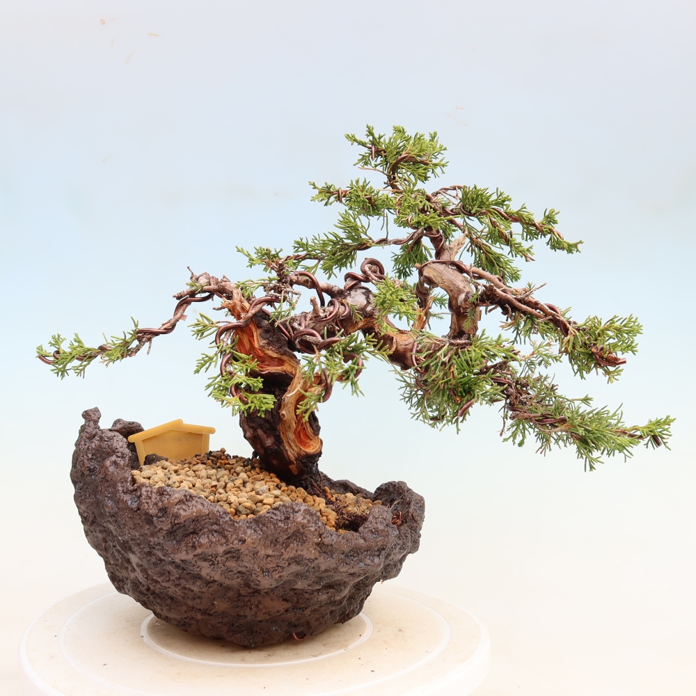 Bonsai da esterno - Juniperus chinensis Itoigawa-Juniperus chinensis