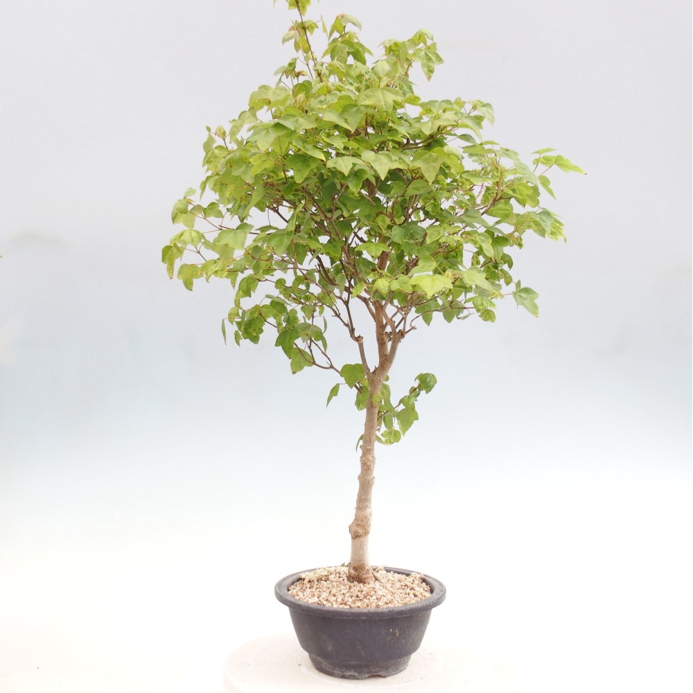 Bonsai da esterno - Acer Buergerianum - Acero di Burger