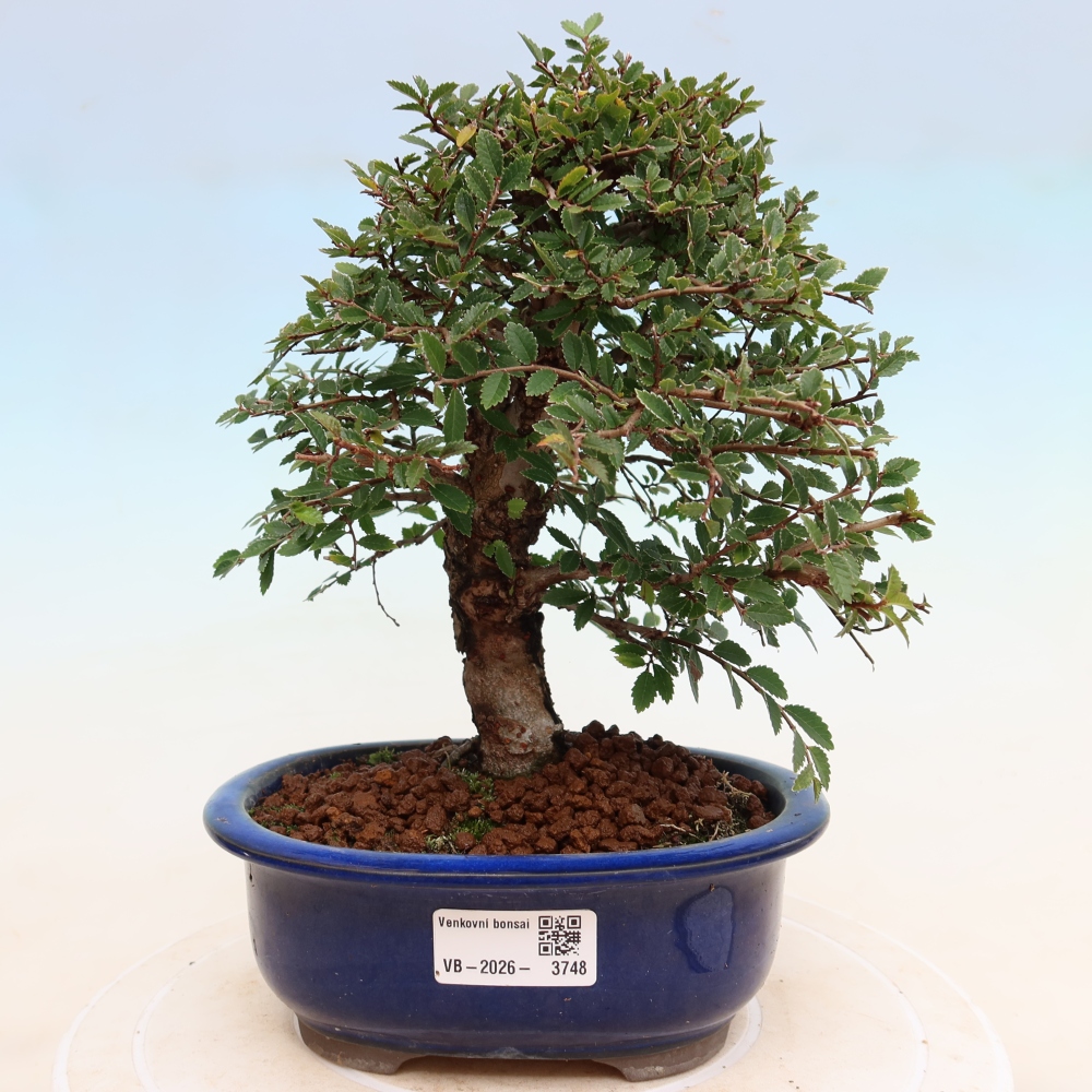 Bonsai da esterno - Zelkova - Zelkova NIRE