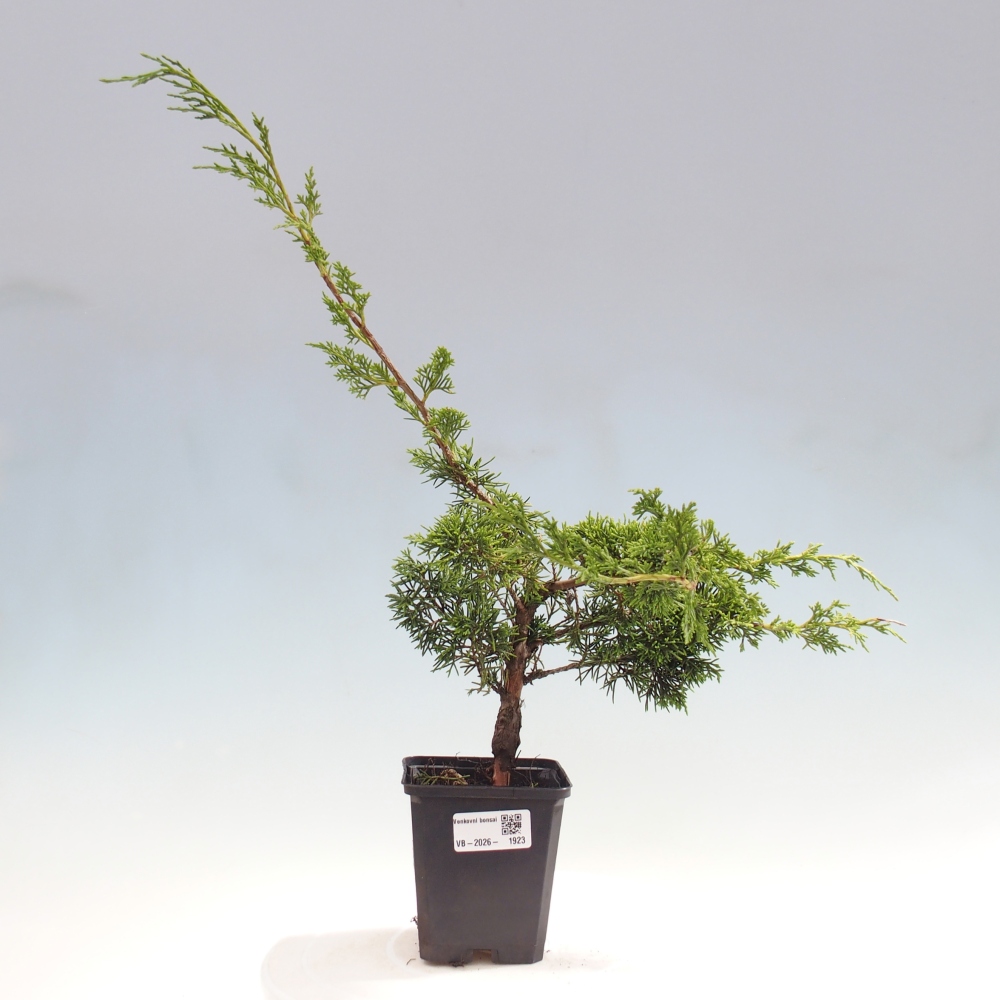 Bonsai da esterno - Juniperus chinensis Itoigawa