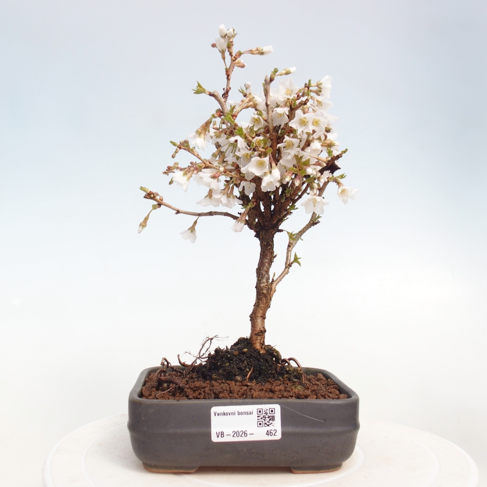 Bonsai da esterno - Prunus incisa Kojou-no mai-Plivon ritagliato