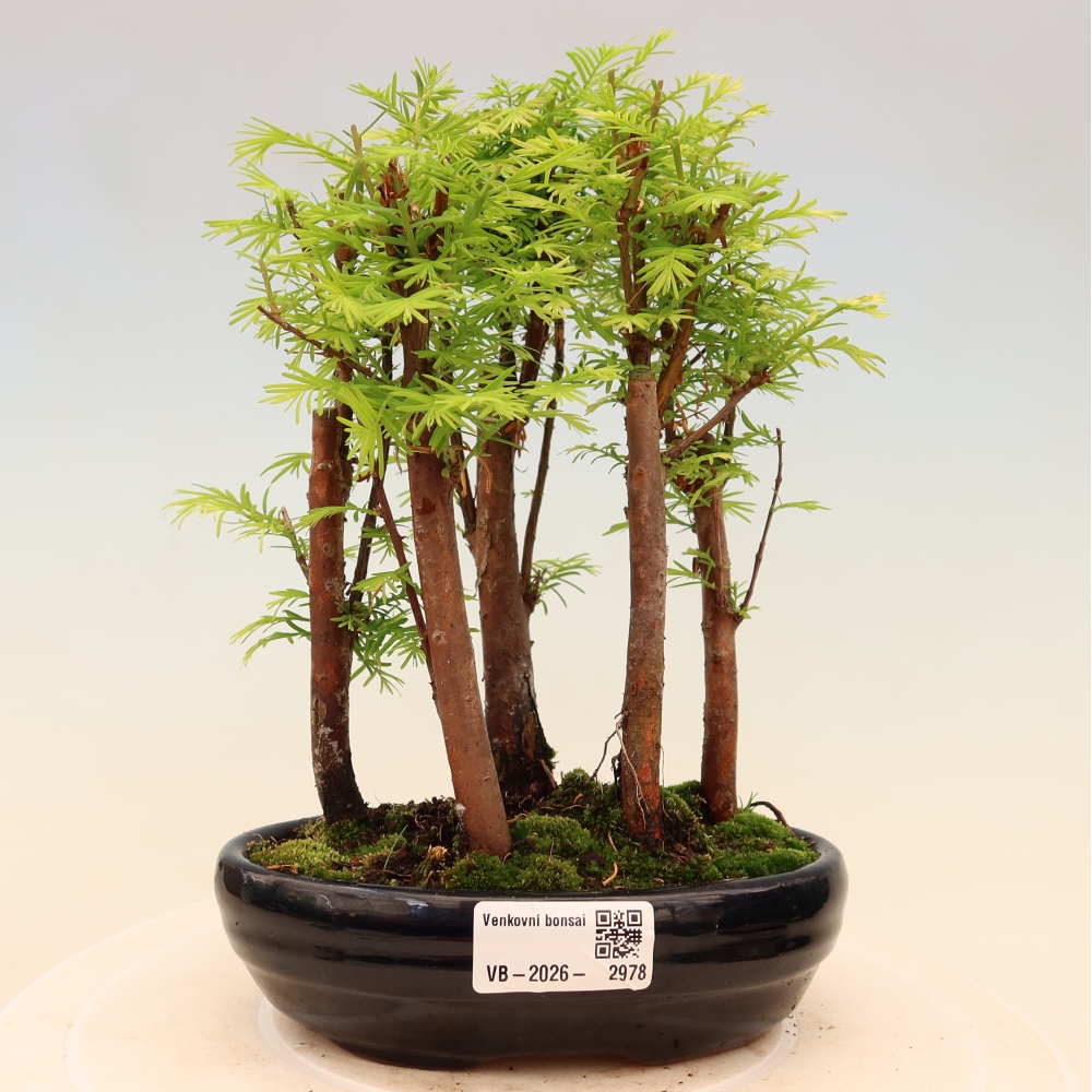 Bonsai da esterno - Metasequoia glyptostroboides - Metasequoia cinese - boschetto