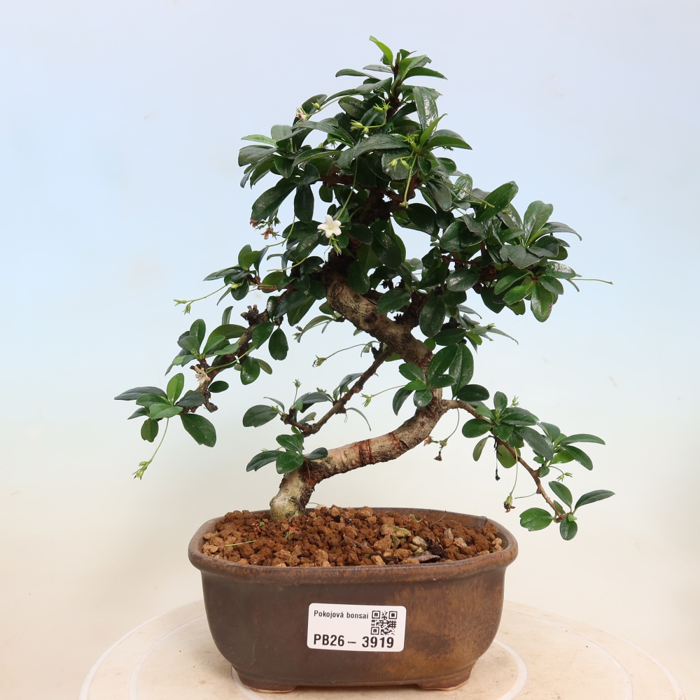 Camera bonsai - Carmona macrophylla - Tea fuki