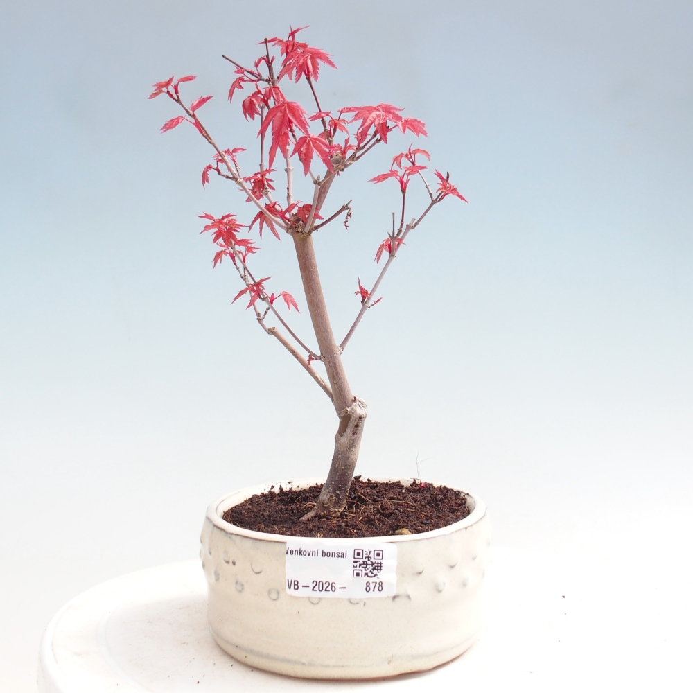 Bonsai da esterno - Acer palmatum DESHOJO