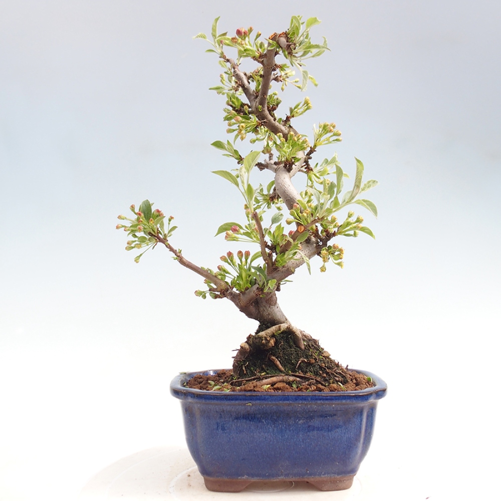 Bonsai da esterno - Malus sargentii - Melo a frutto piccolo