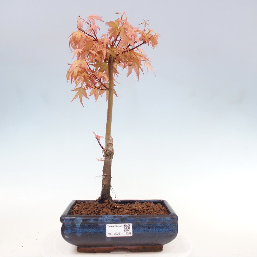 Acero norvegese - Acer palmatum Beni Tsukasa